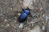 Carabus problematicus